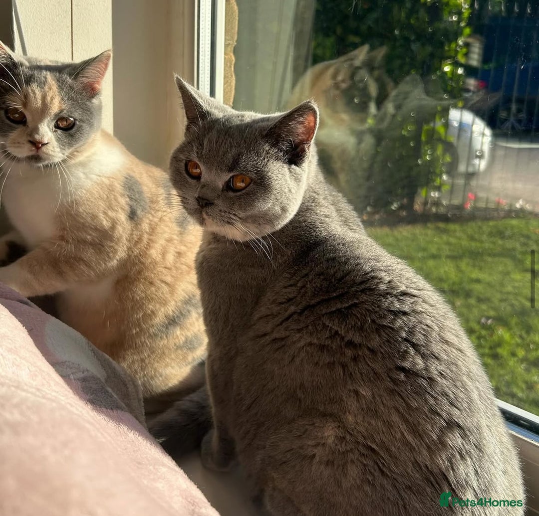 British Shorthair cats for sale: GCCF Active Registration  - Image 3