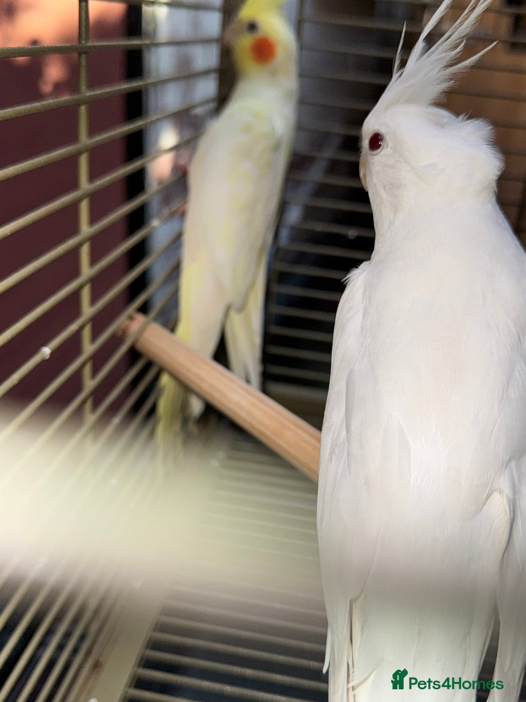Cockatiels birds for sale: Breeding pair  - Image 3