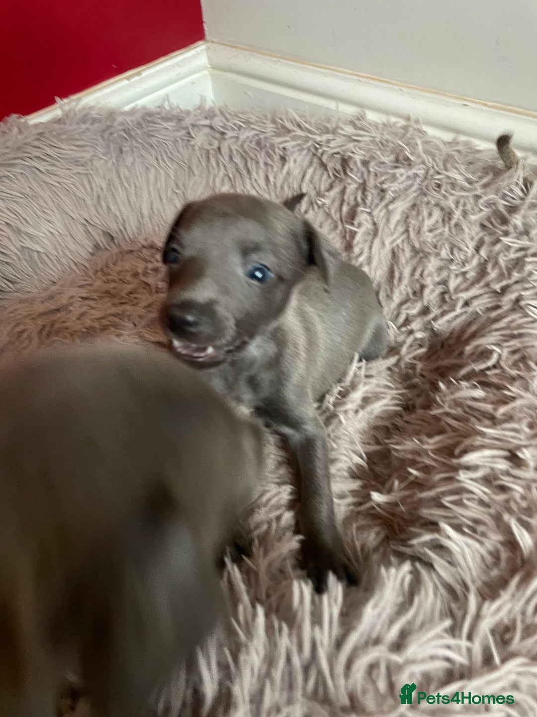 Whippet dogs for sale: Adorable home bred KC whippets - Image 25