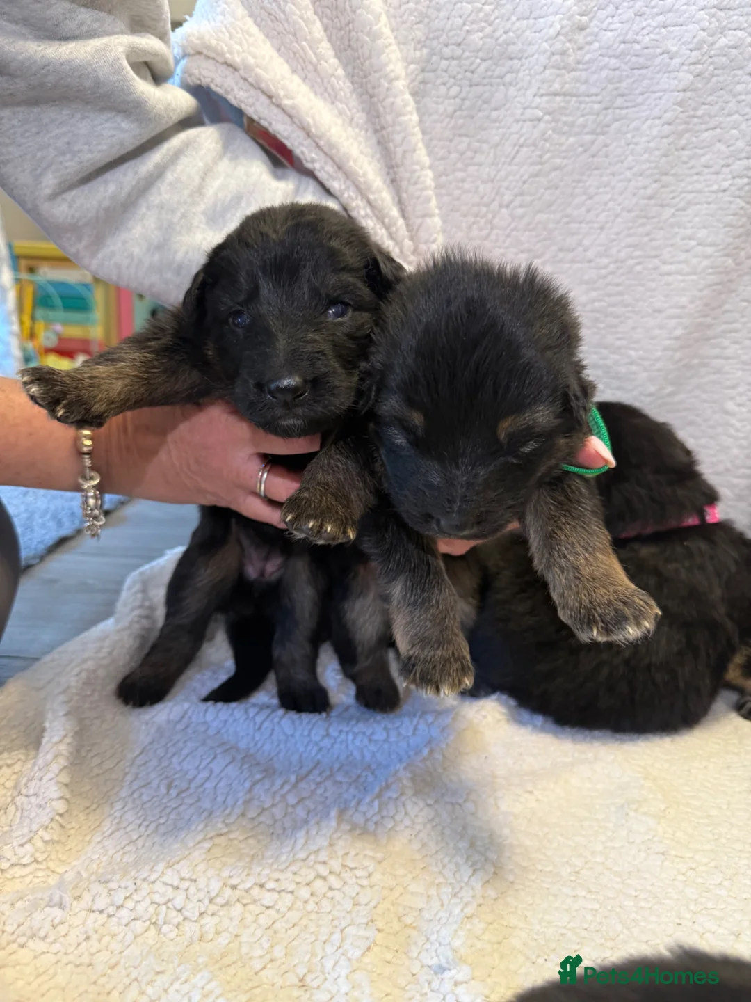 German Shepherd dogs for sale: German shepherd puppies  in Leyland - Advert 11