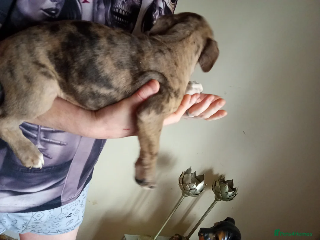 Mixed Breed dogs for sale: Puppys - Advert 15