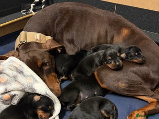 Dobermann dogs Gorgeous Black and Tan Dobermann puppies - Advert 4