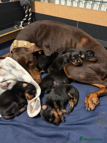 Dobermann dogs - Advert 2