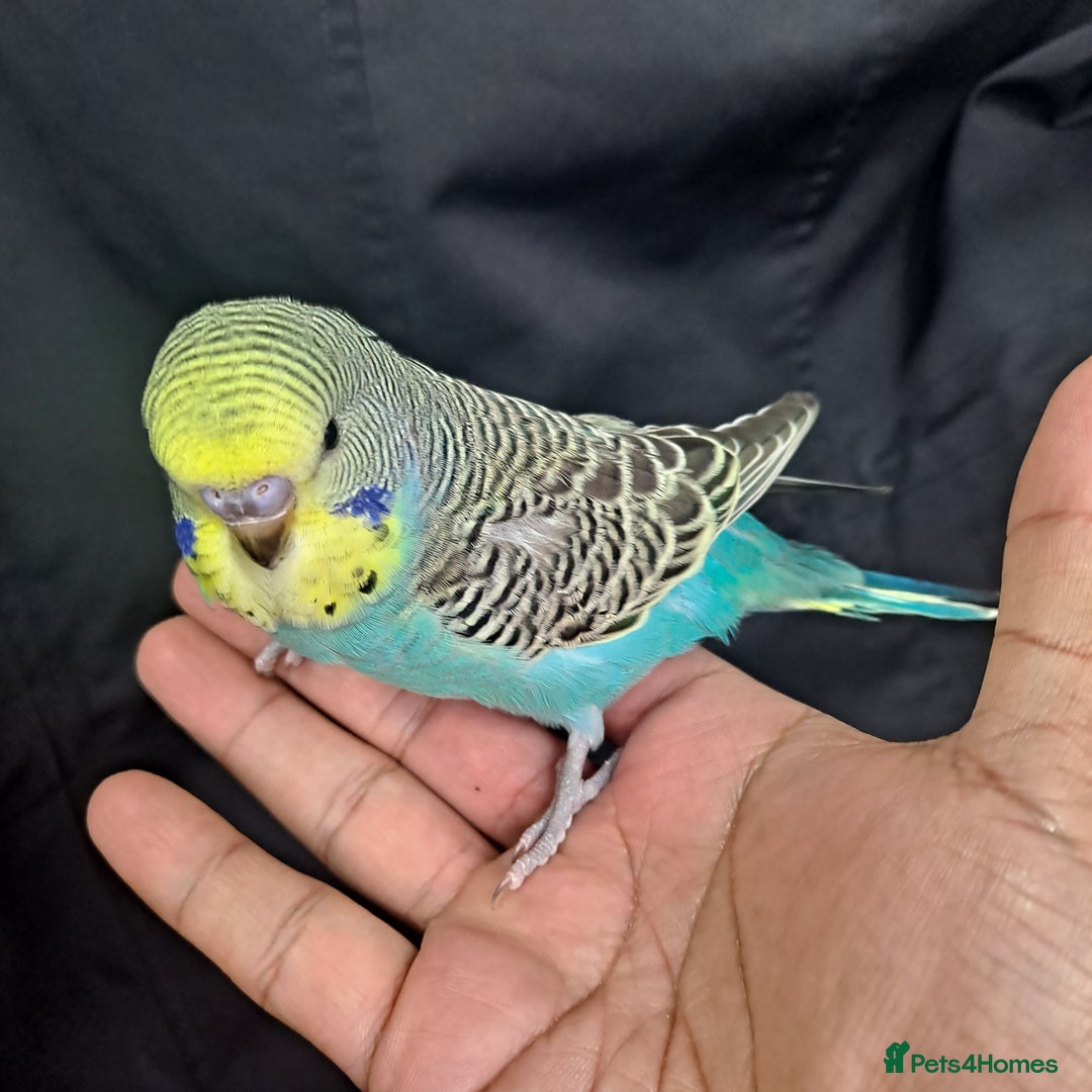 Budgerigars birds for sale: Silly hand tamed baby budgies for sale  - Advert 7