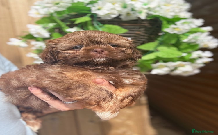 Shih Tzu dogs - Advert 3