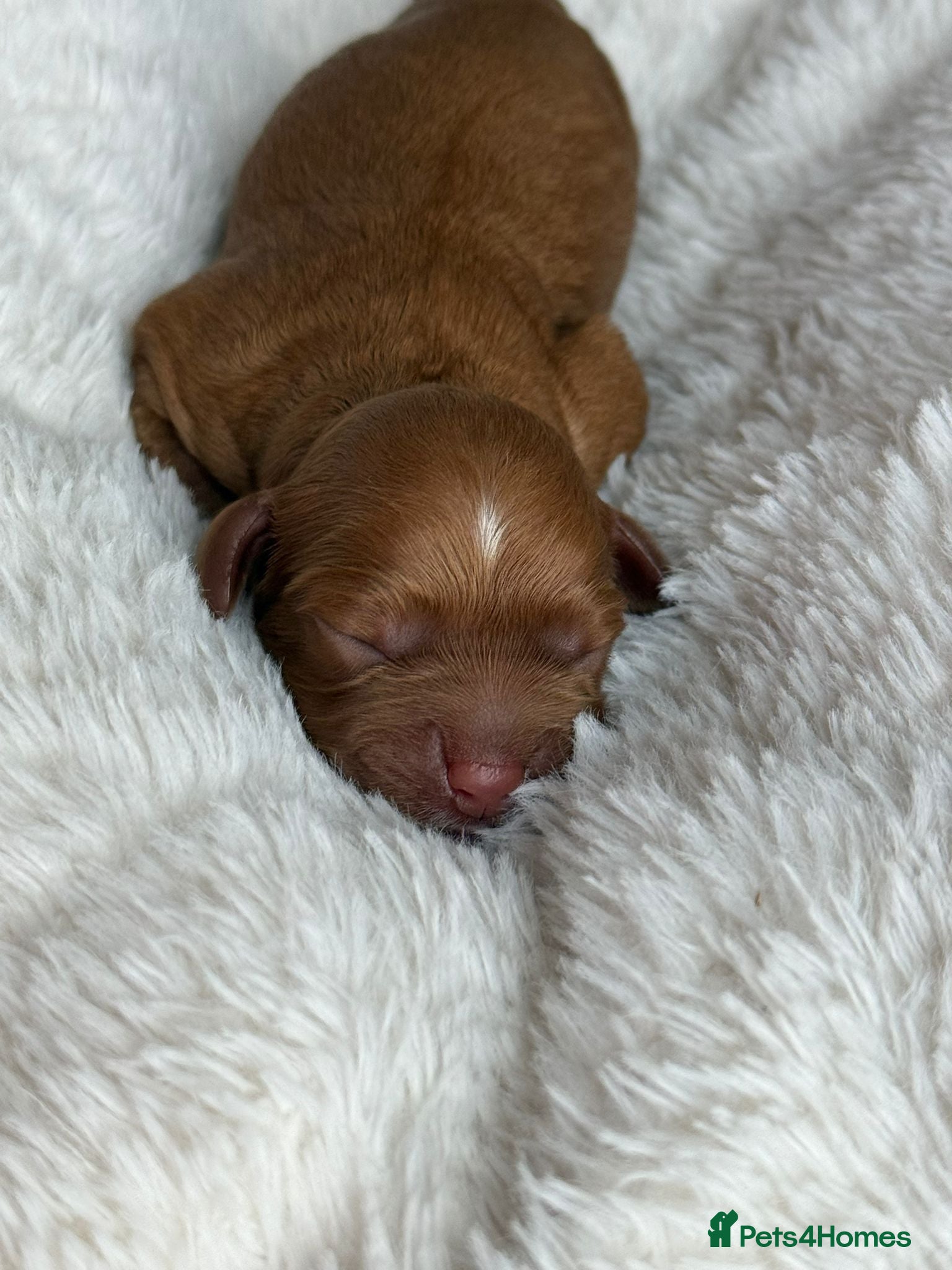 Cavapoo dogs Amazing quality Cavapoos  - Advert 12