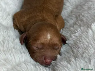 Cavapoo dogs Amazing quality Cavapoos - Advert 12