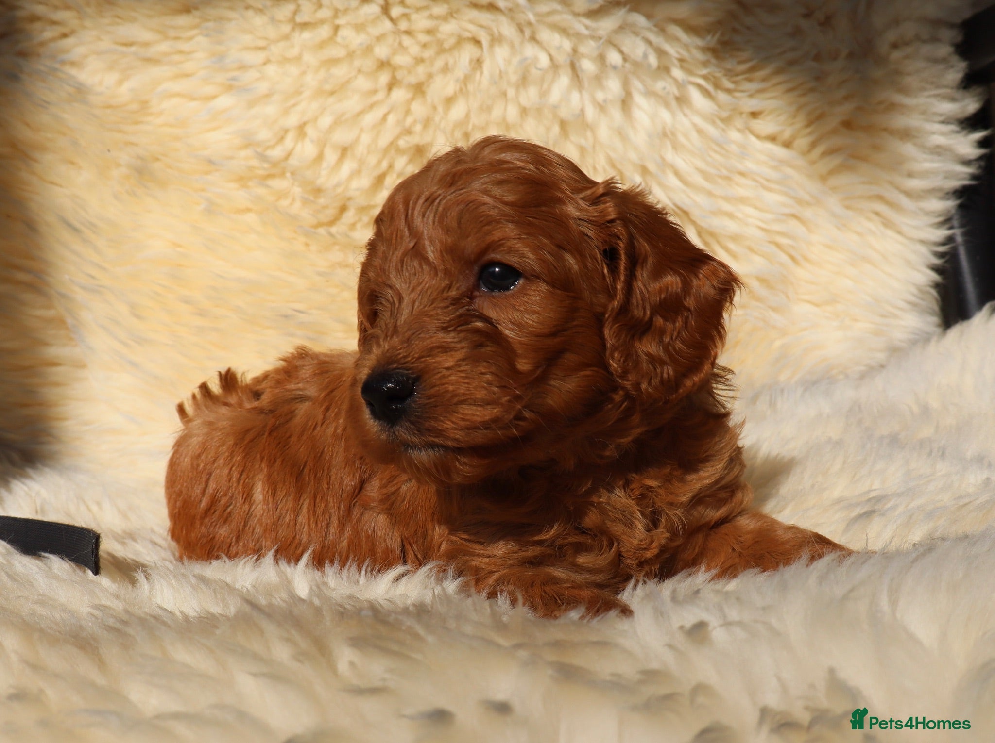Cockapoo dogs WATCH LIVE! ELITE COCKAPOOS 5* LICENSED BREEDER  - Advert 1