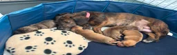 Miniature Dachshund dogs for sale: Mini Dax puppies 1 boy & 1 girl remaining in Billingshurst - Advert 12