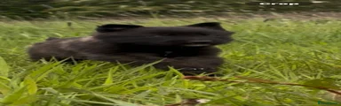 Belgian Shepherd Dog Puppy 5