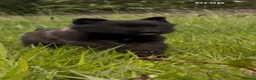 Belgian Shepherd Dog dogs for sale: Mother Dutch herder father Belgian shepherd  - Advert 12