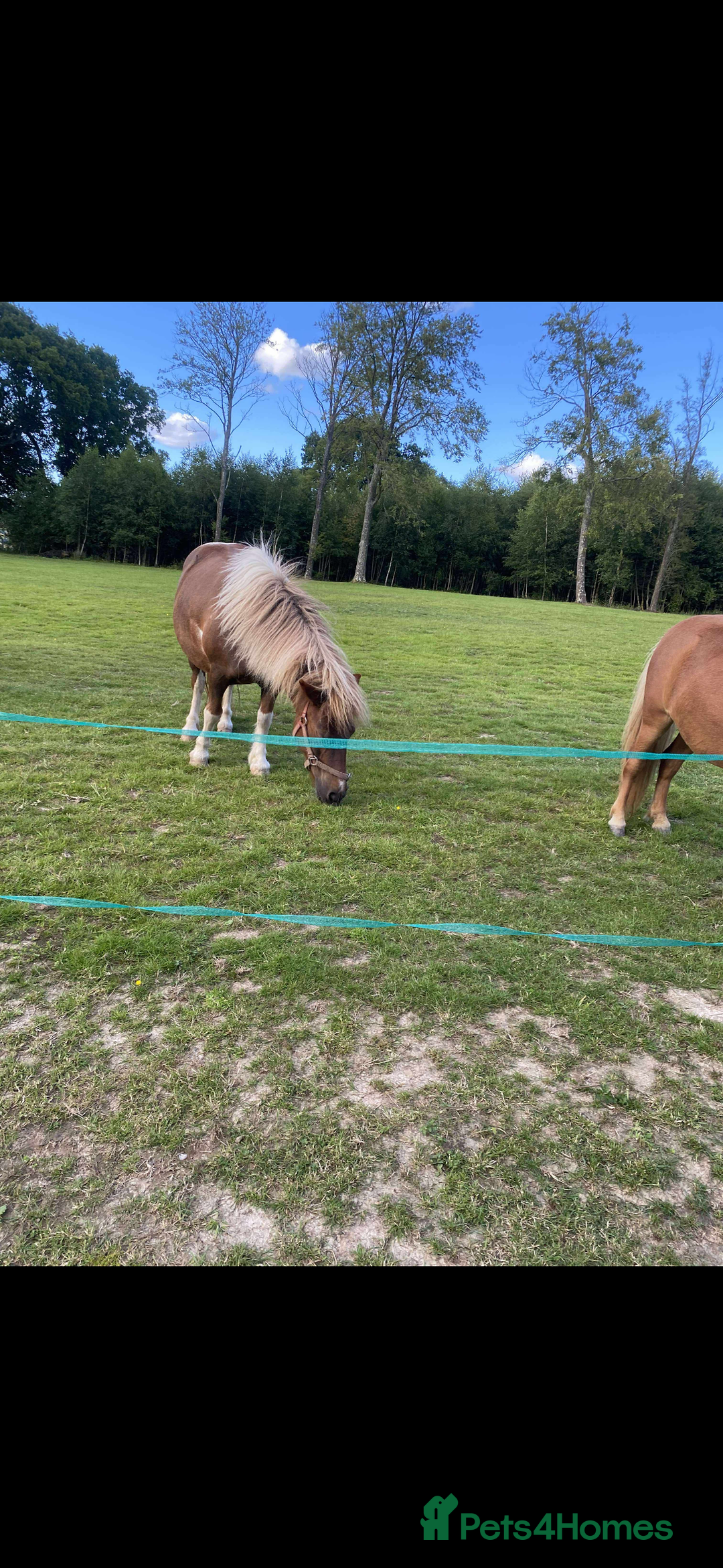 Shetland pony horses for sale: Princess  - Advert 5