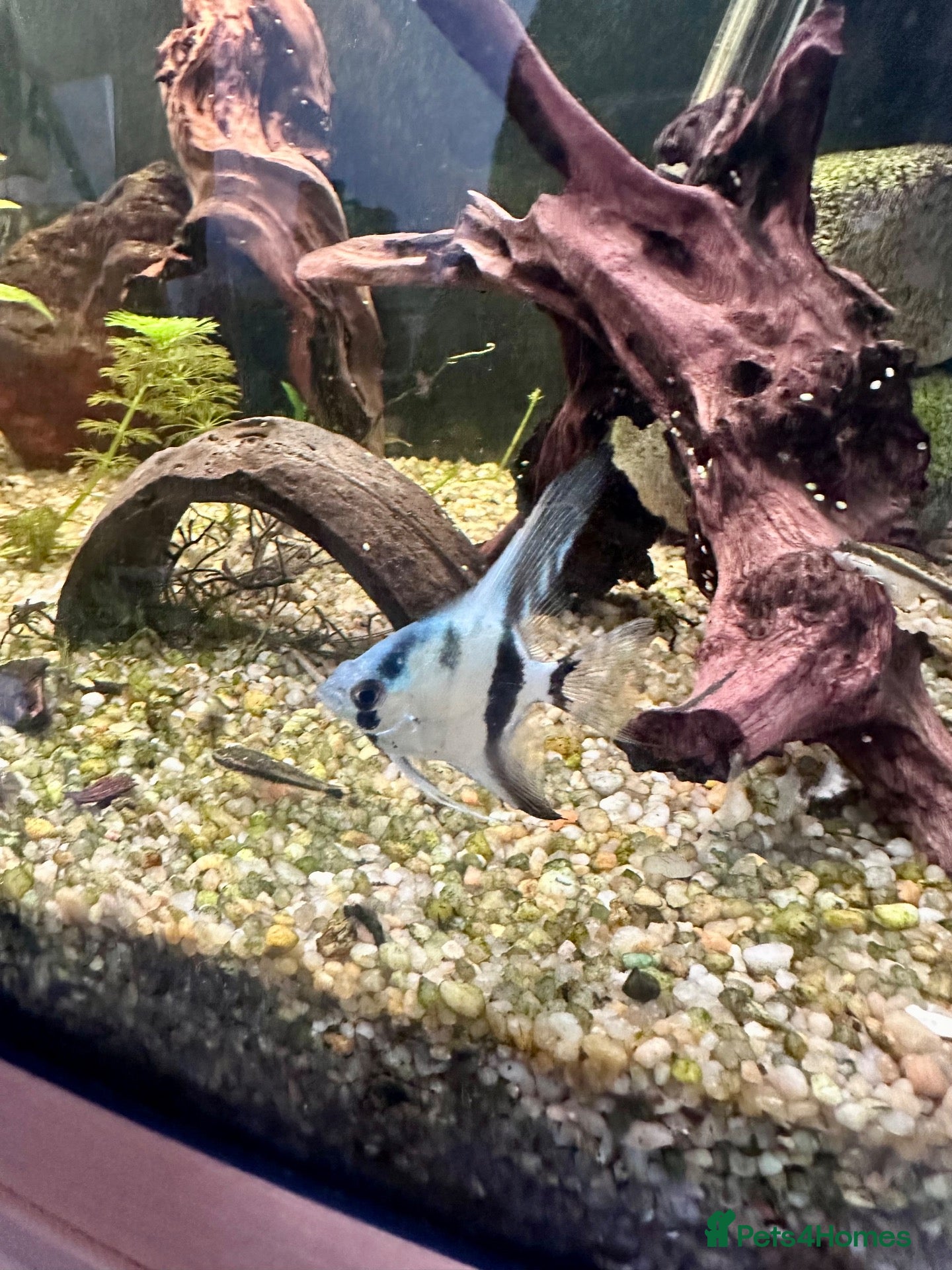 Angelfish fish Angelfish, tetras and dwarf frog - Advert 18