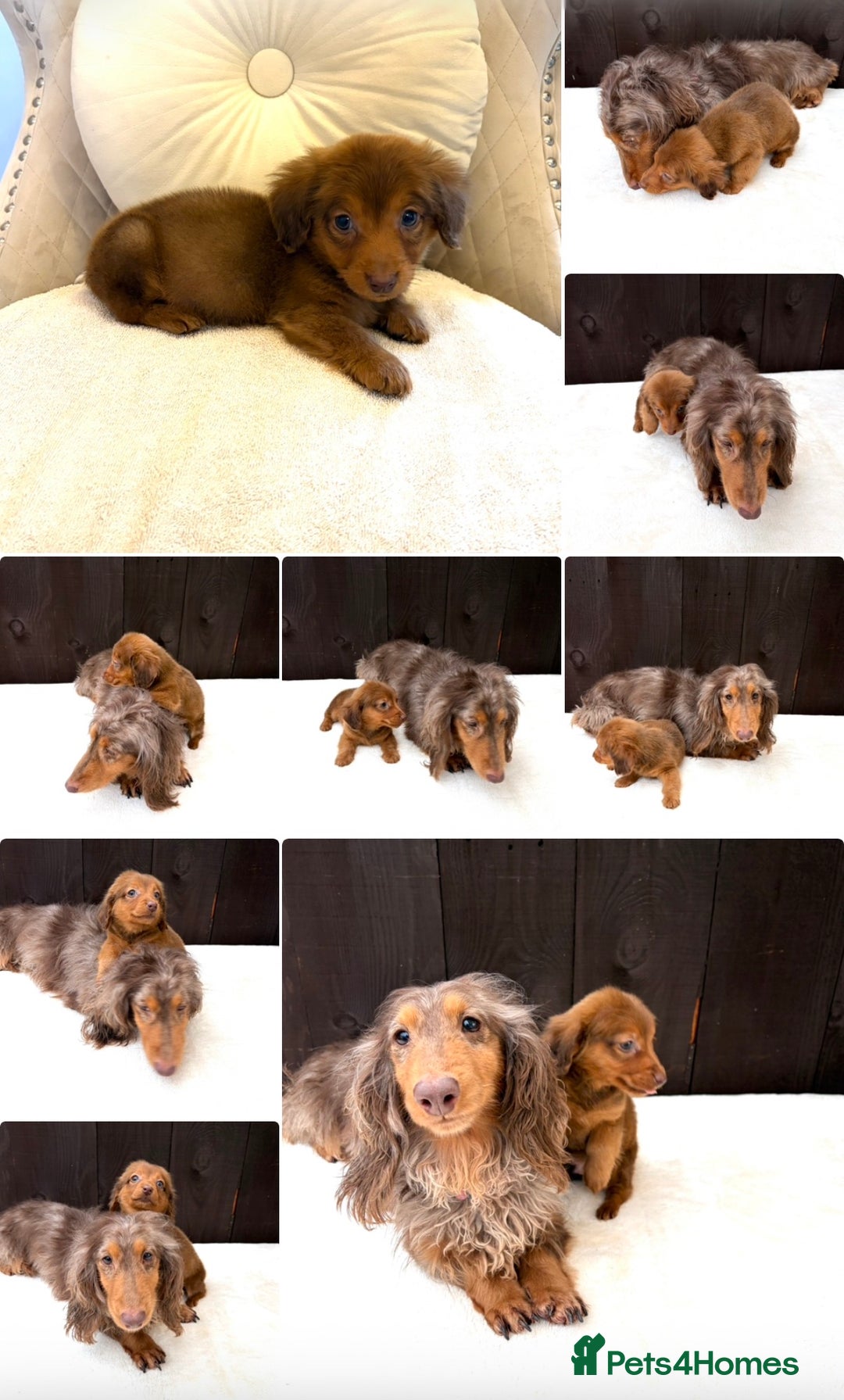 Miniature Dachshund dogs for sale: Dachshund puppy only 1 Boy still available  - Advert 37