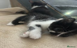 Mixed Breed cats for sale: Beautiful marking very fluffy  - Image 40