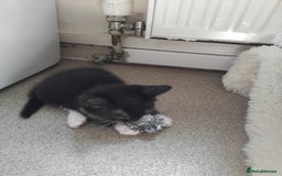 Mixed Breed cats for sale: 1 gorgeous female bengal x kitten for sale. - Image 13