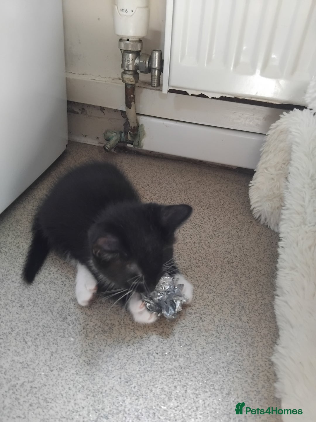Mixed Breed cats for sale: 1 gorgeous female bengal x kitten for sale. - Image 13