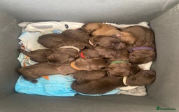 Mixed Breed dogs for sale: 🐾 Beautiful Puppies Looking 4 A Forever Homes 🐾 - Image 1