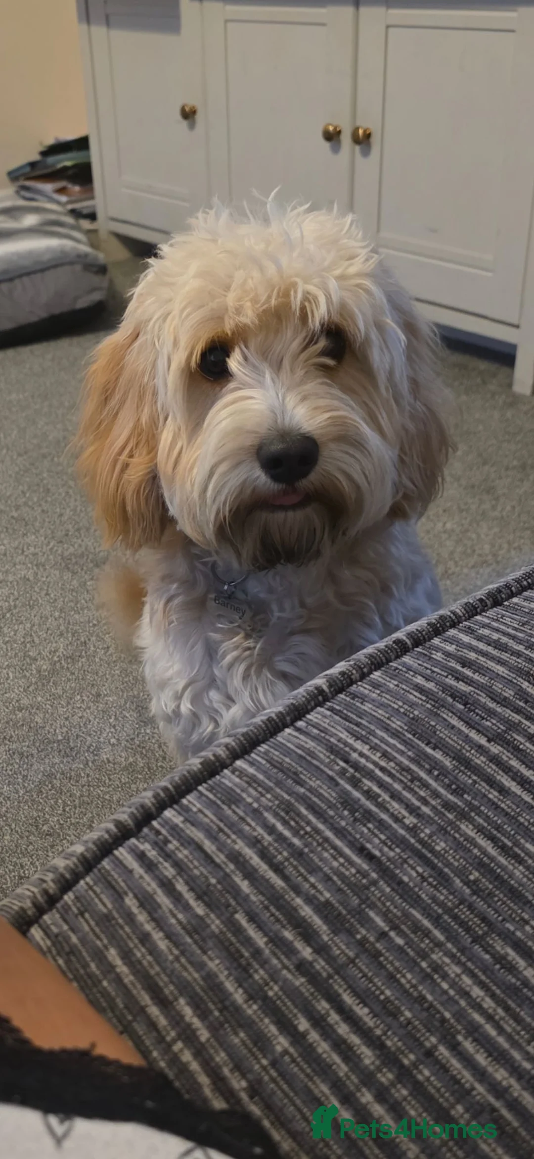 Cockapoo dogs for sale: 🐾 Loving Home Wanted for Our Puppy 🐾 Cockapoo  in Margate - Advert 6