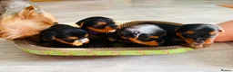 Yorkshire Terrier dogs for sale: Beautiful yorkshire terrier puppies  - Advert 3
