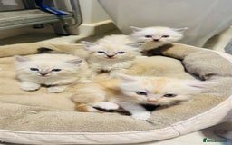 Ragdoll cats for sale: LAST ONE! Pedigree Ragdoll Kittens - REDUCED  - Image 7