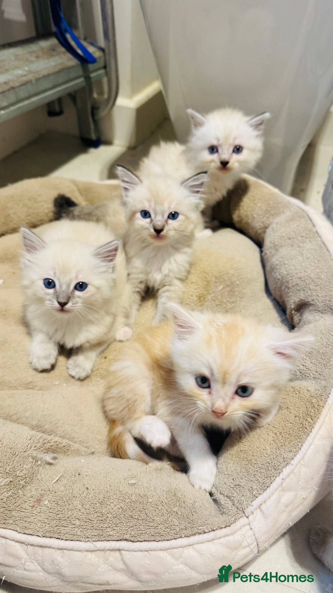 Ragdoll cats for sale: LAST ONE! Pedigree Ragdoll Kittens - REDUCED  - Image 7