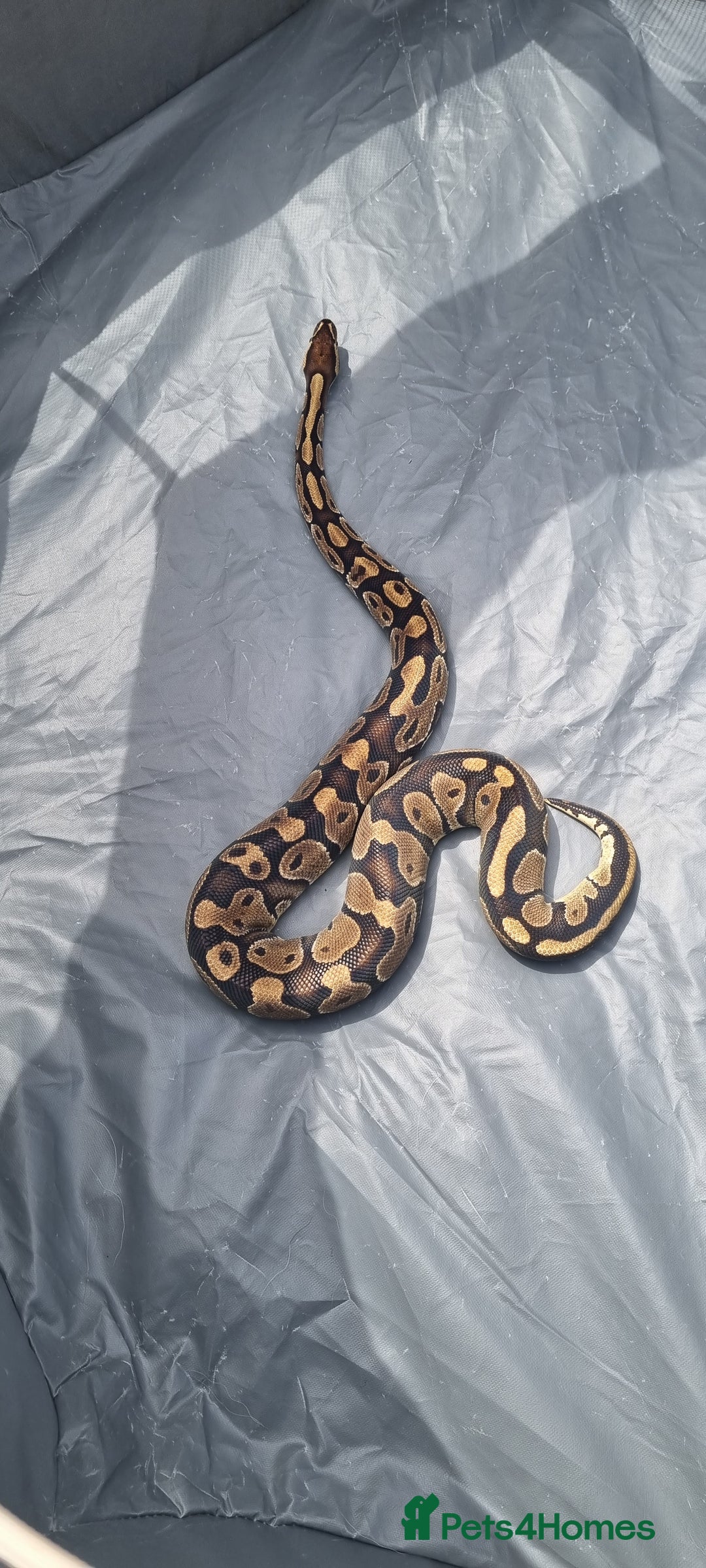 Python Snake reptiles for sale: Royal python - Advert 2