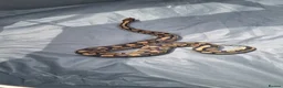 Python Snake reptiles for sale: Royal python - Advert 2