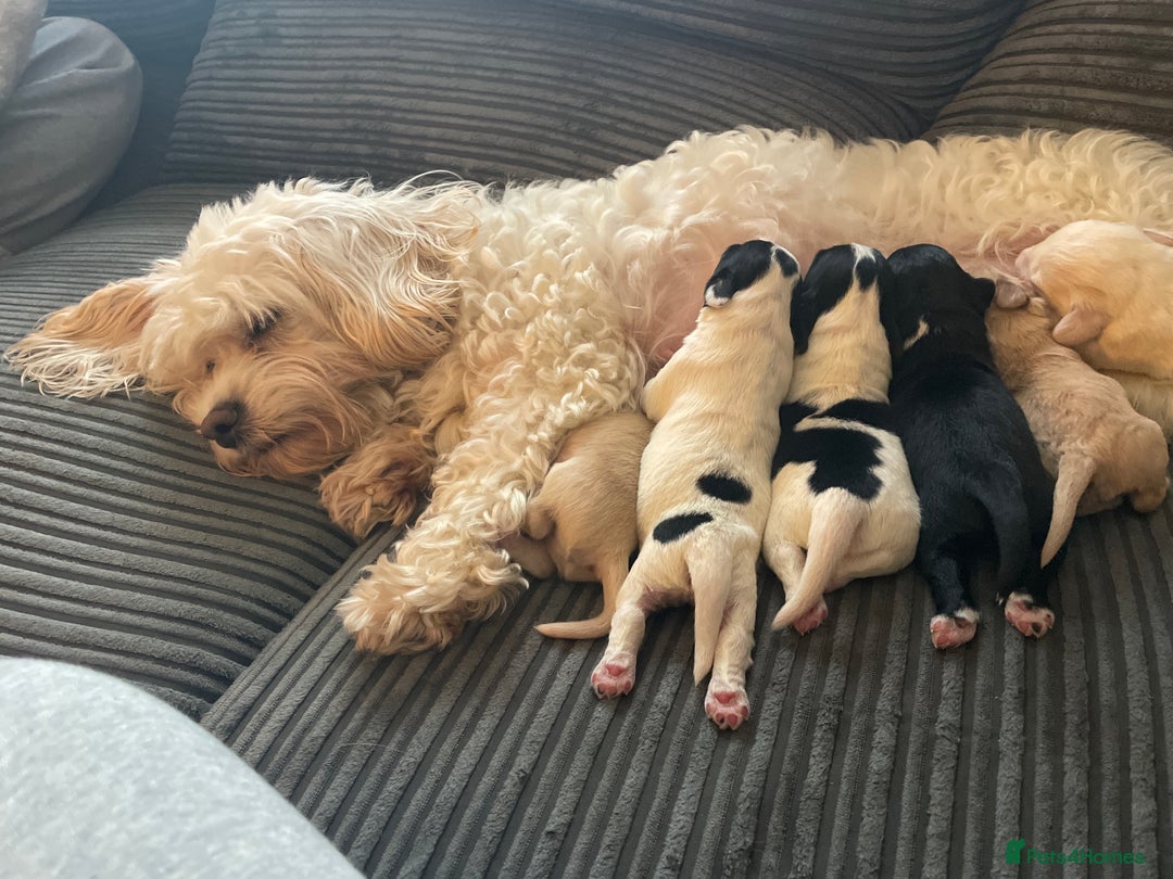 Mixed Breed dogs for sale: Cavachon x sprolli  - Advert 1