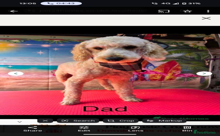 Shihpoo dogs - Advert 1