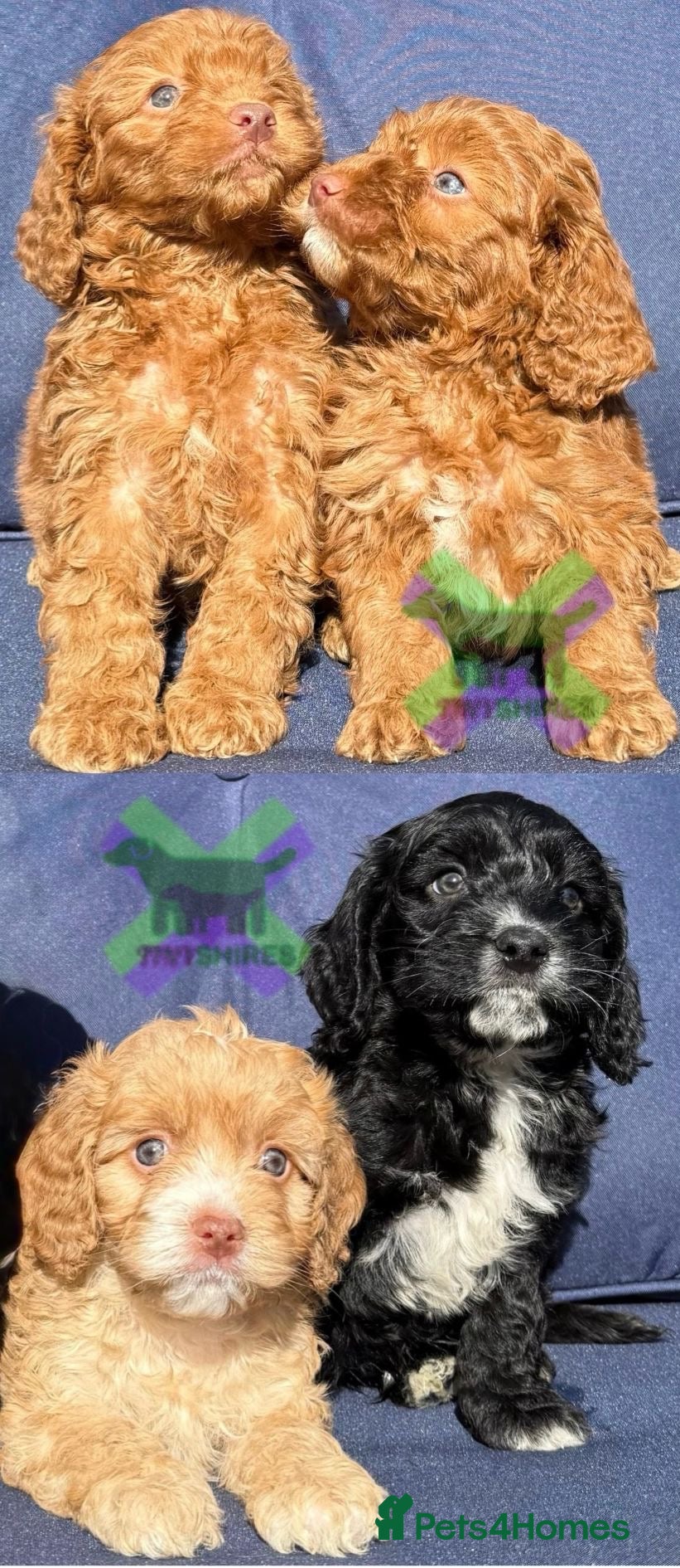 Cockapoo dogs F1 BOYS ONLY MINI COCKAPOOS 30 dna tested - Advert 2
