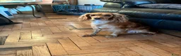 Cocker Spaniel dogs for sale: Working cocker spaniel  in Preston - Advert 2