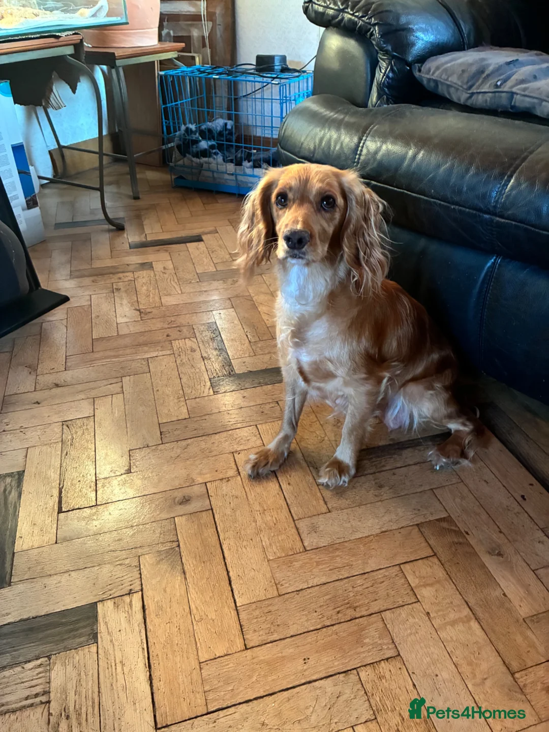Cocker Spaniel dogs for sale: Working cocker spaniel  in Preston - Advert 2