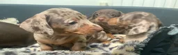 Miniature Dachshund dogs for sale: Funny happy miniature dachshund puppies - Advert 10