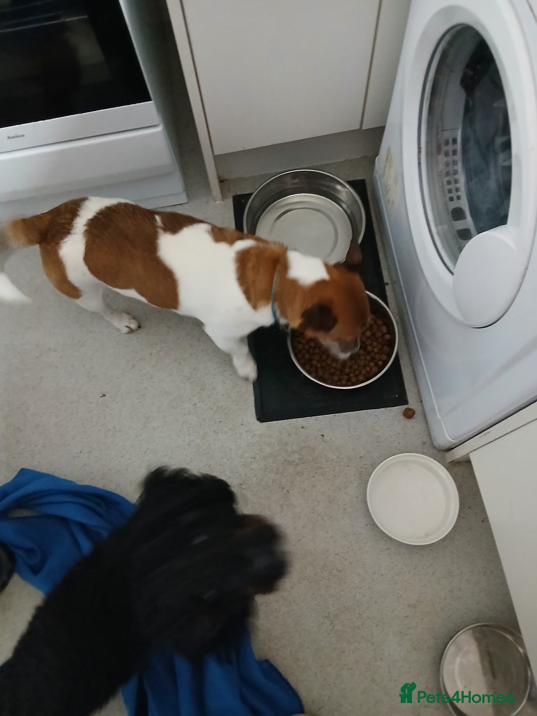 Jack Russell dogs for sale: Buster the Jack russel - Image 3