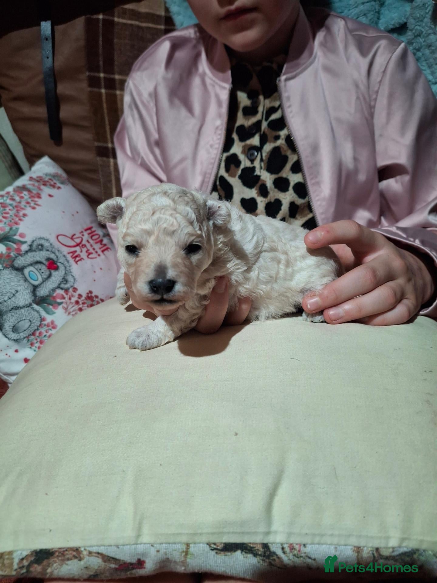 Toy Poodle dogs for sale: 2 very cut toy poodle pups kc registered  - Advert 8