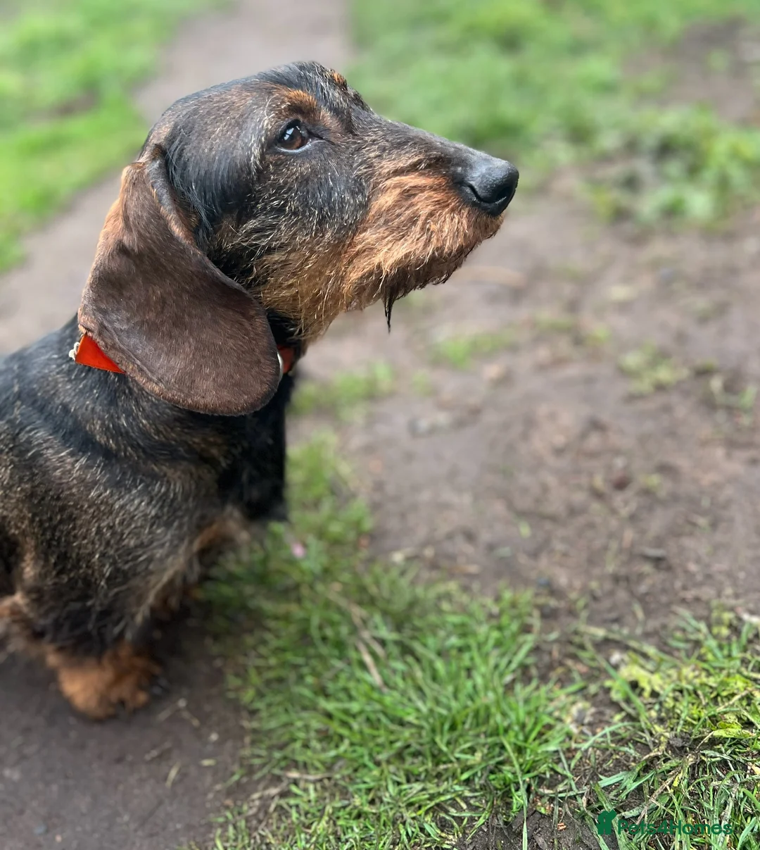 Dachshund dogs for sale: Puppy Standard Wirehaired Dachshund Boy  - Advert 2