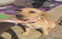 Labrador Retriever dogs for sale: Ready now!! KC Fox Red & Black Labrador Puppies - Image 1