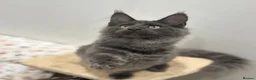 Maine Coon cats for sale: GCCF Reg’d MaineCoon Kittens–Blue Smoke-RoKits - Advert 14
