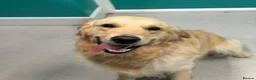 Golden Retriever dogs for sale: Stunning golden retriever puppies  - Advert 7