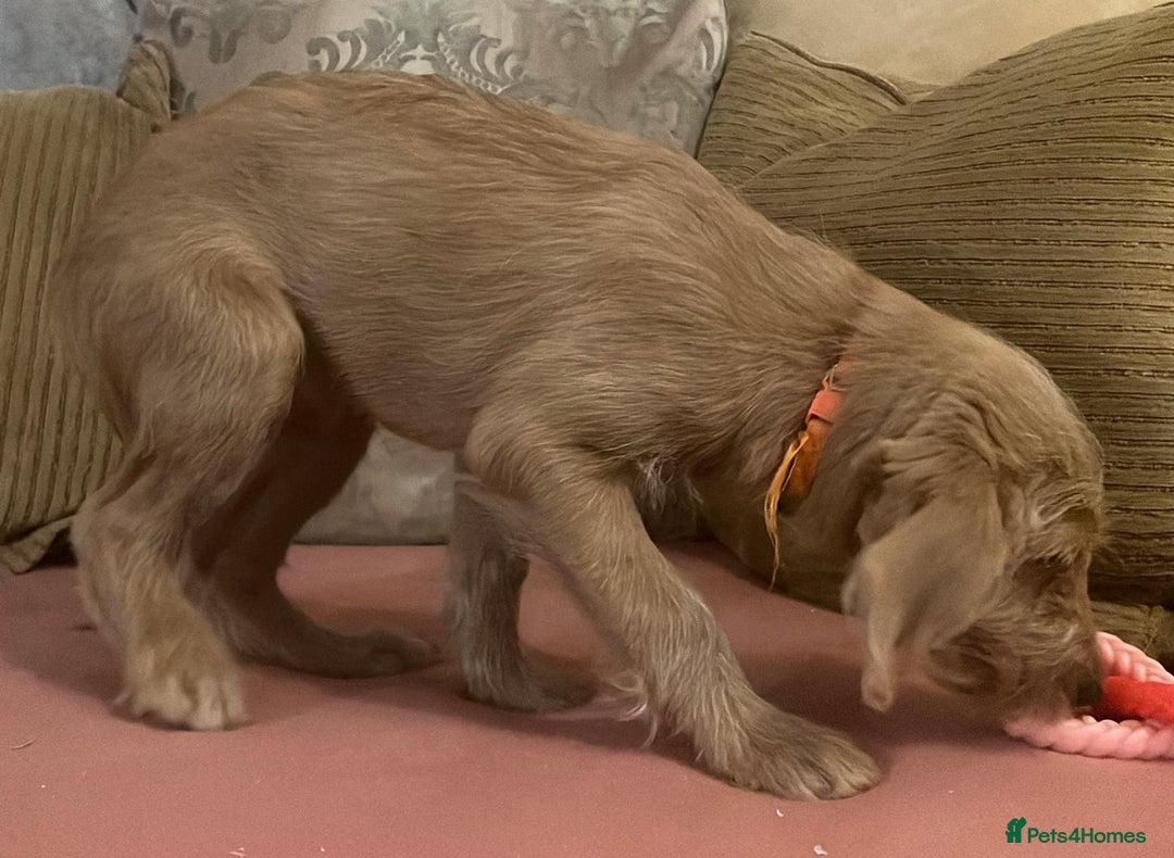 Labradoodle dogs for sale: Absolutely beautiful Labradoodles - Advert 5