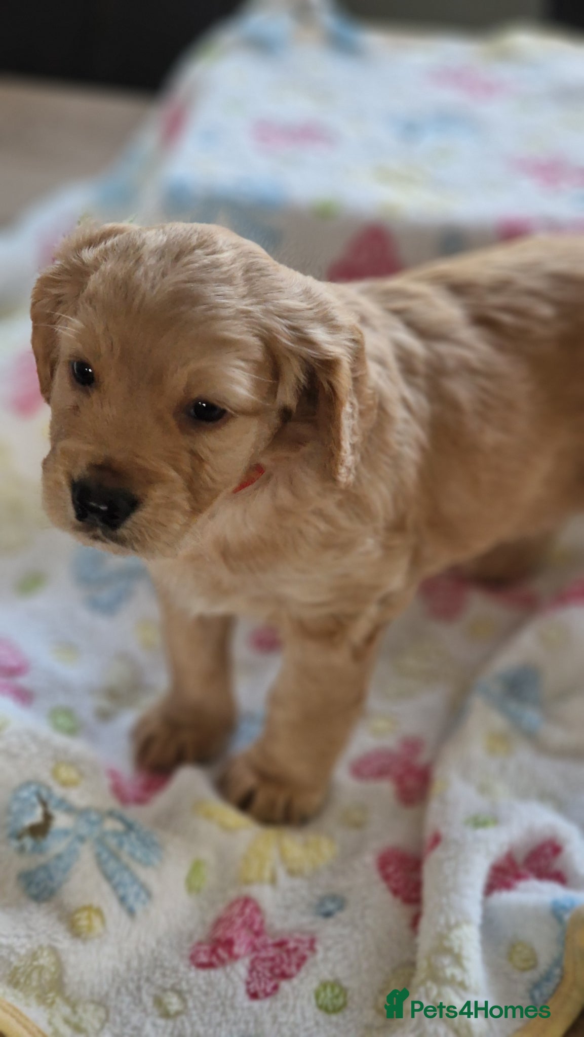 Cockapoo dogs for sale: Last beautiful boy left Gorgeous Golden Cockerpoo - Advert 19