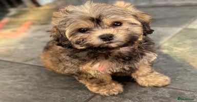 Shihpoo dogs - Advert 2