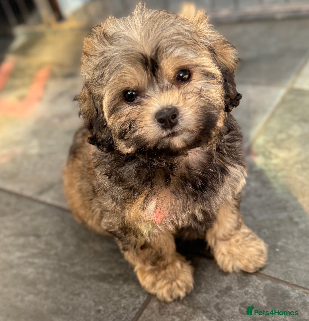 Shihpoo dogs for sale: Adorable Shihpoo Puppies, have had all vacations! - Image 2