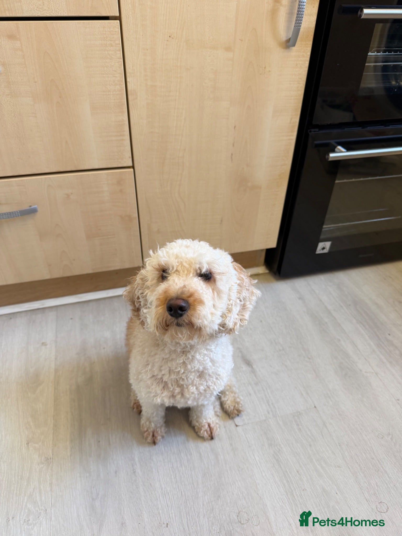 Cockapoo dogs 2 yr old apricot cockapoo - Advert 2