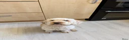 Cockapoo dogs for sale: 2 yr old apricot cockapoo - Advert 1