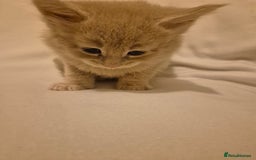Maine Coon cats for sale: 5 week old Pure Bred Maine Coons for sale. - Image 3