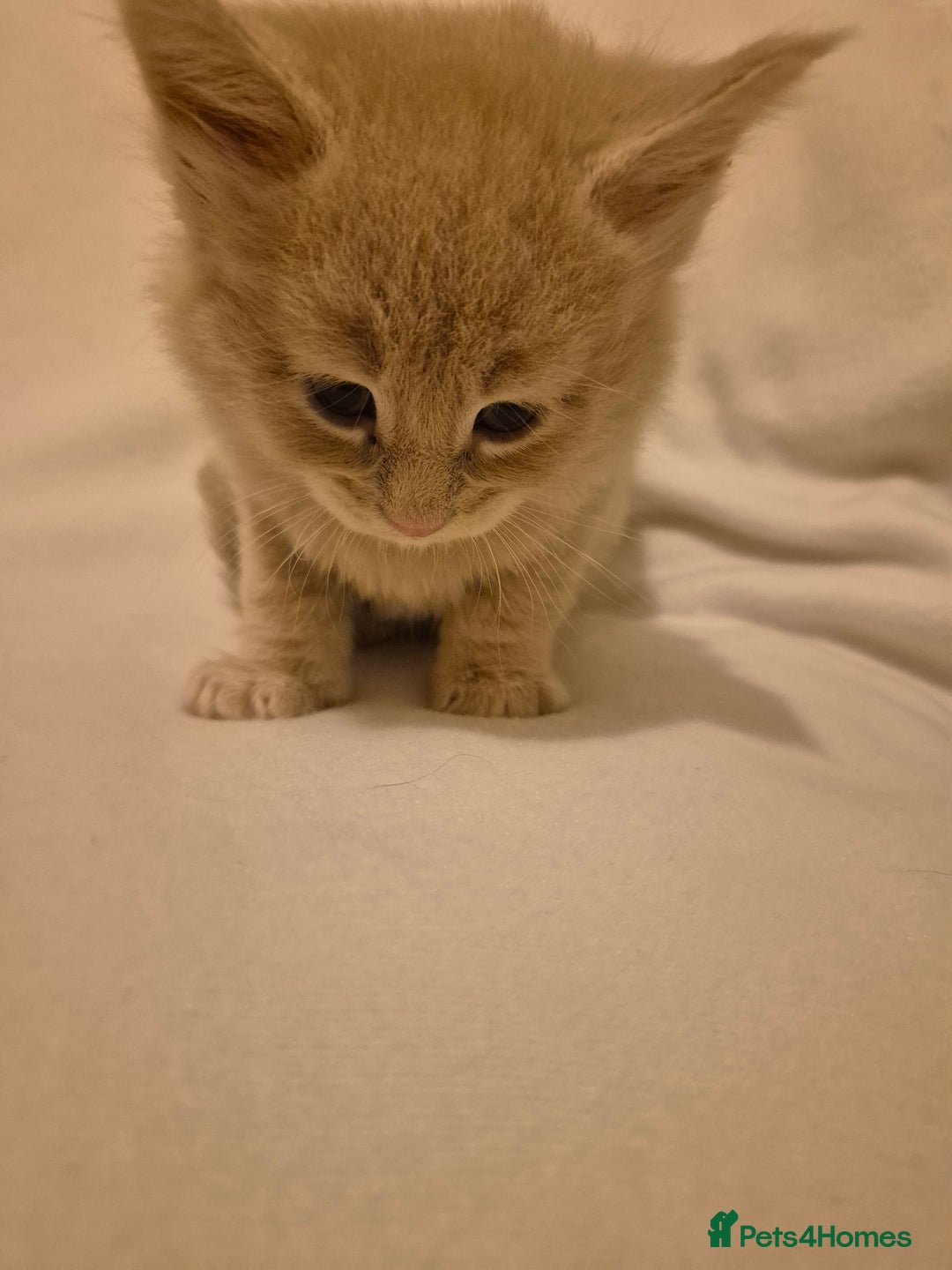 Maine Coon cats for sale: 5 week old Pure Bred Maine Coons for sale. - Image 3