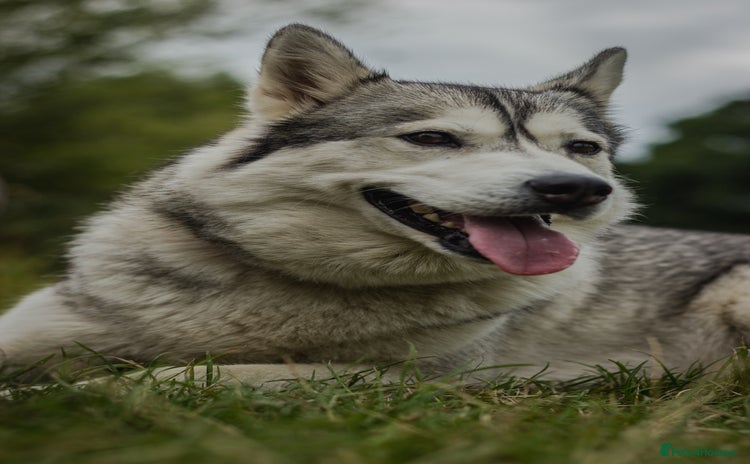 Siberian Husky dogs - Advert 2