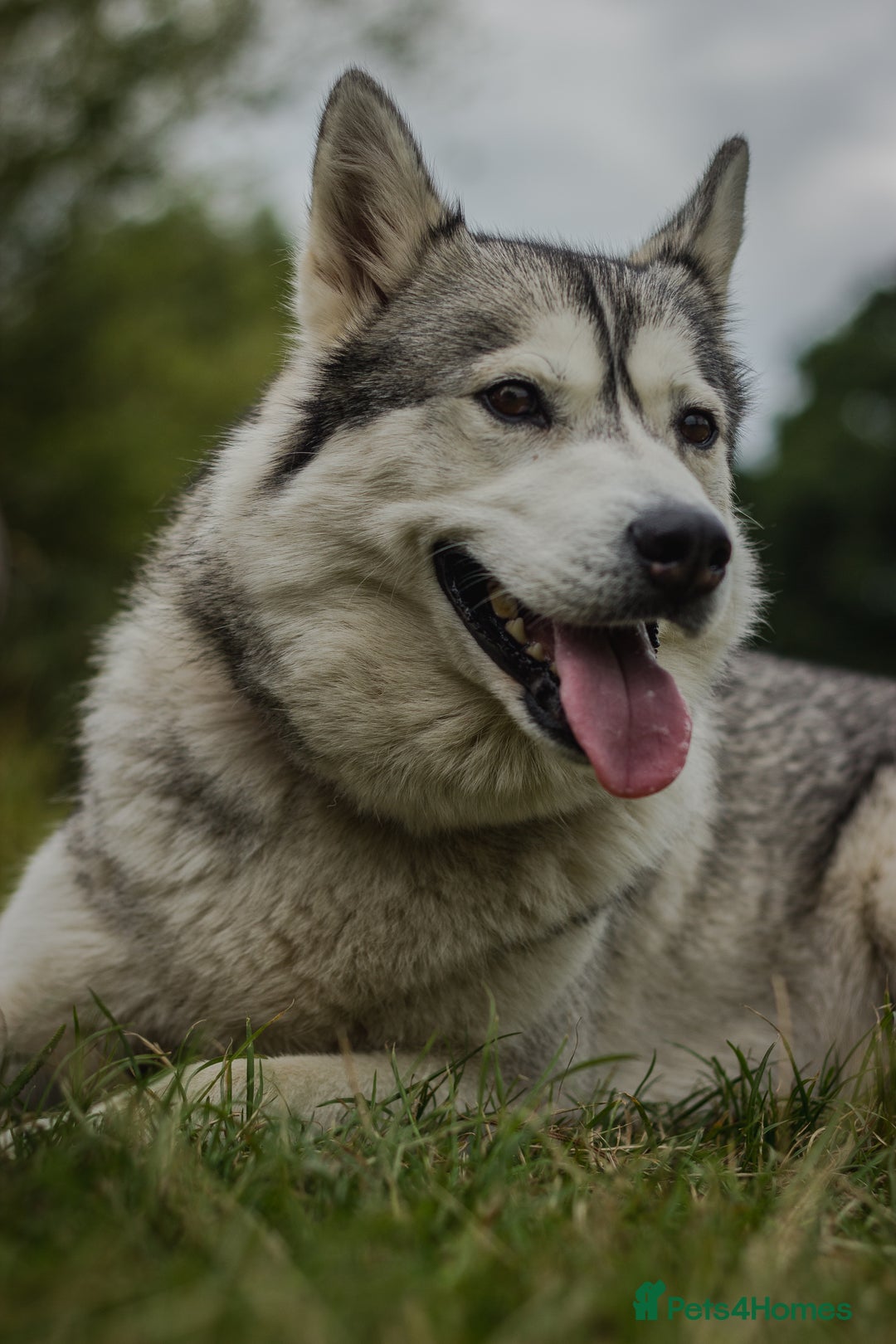 Siberian Husky dogs for sale: 5 Syberrian Husky puppies - Image 1